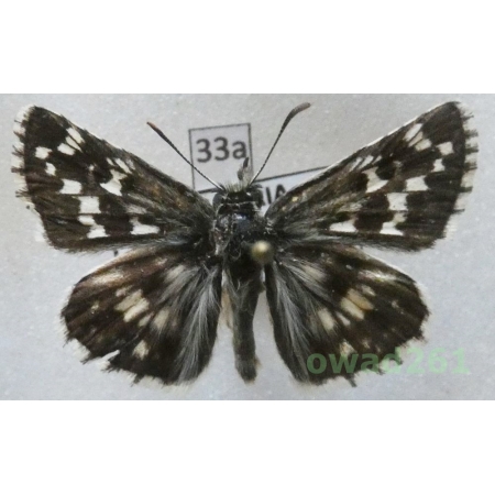 Pyrgus cinarae (Rambur, 1839) Bulgaria33a